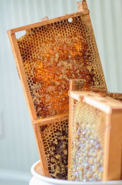 istock Frames of Golden Honey Comb Sit Ready for Extracting on a Spring Day 1406399253