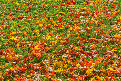 Maple leaves on the grass at autumn day.