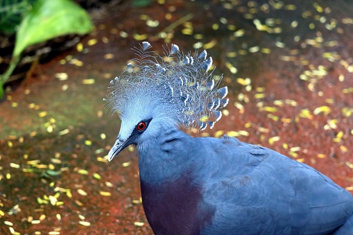 The Victoria crowned pigeon is a large, bluish-grey pigeon with elegant blue lace-like crests, maroon breast and red irises. It is part of a genus of four unique, very large, ground-dwelling pigeons native to the New Guinea region.
