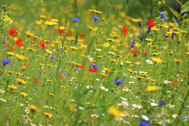 Colorful flower meadow. The Netherlands, Europe. stock photo