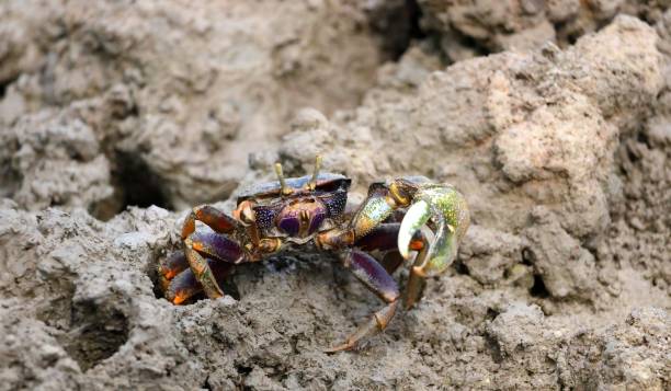 istock Fiddler crab or calling crab in mangrove. 1406399517