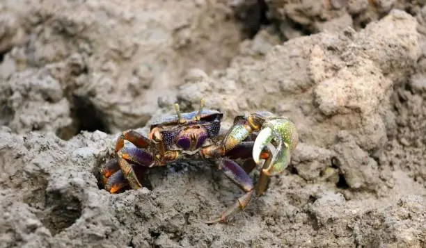 Photo of Fiddler crab or calling crab in mangrove.