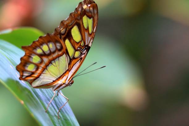 istock Tropical butterfly in mangrove. 1406399529
