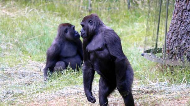 The western lowland gorillas. stock photo