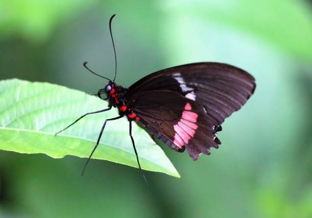 black winged butterfly on leaf