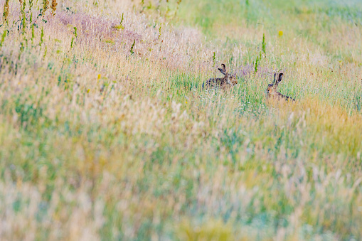 Young european hare (Lepus europaeus) sitting in a meadow.