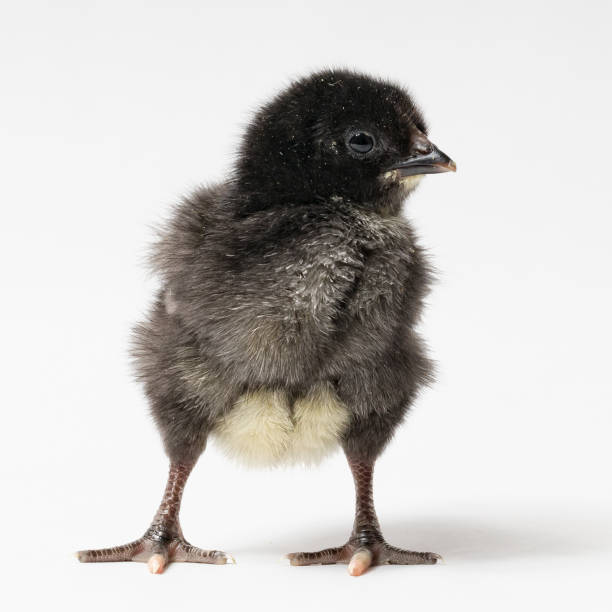 istock black chick close-up on a white background 1406402308