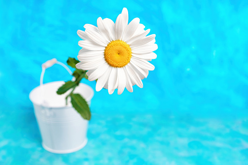 Blooming daisy flower in a white bucket isolated on blue background with copy space. Floral spring card template.