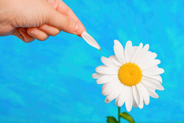 Hand pulling off a petal from a blooming daisy isolated on blue background with copy space.