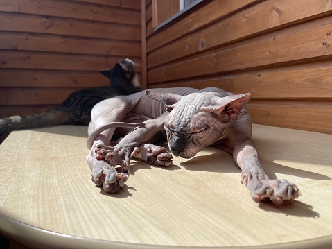 Bald cat sphinx lies under the sun and relax