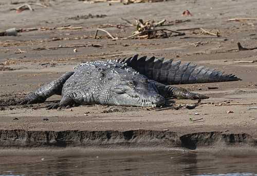 American Crocodile (Crocodylus acutus) adult resting on sand bank

Carara, Costa Rica                 March
