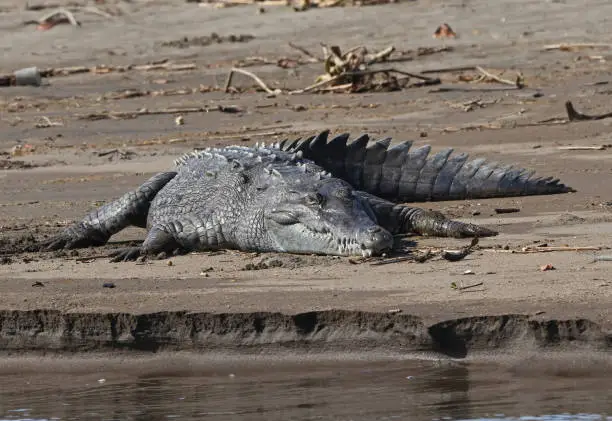 American Crocodile Pictures | Download Free Images on Unsplash