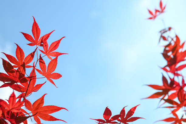 sfondo naturale estivo o autunnale. - maple tree branch autumn leaf foto e immagini stock