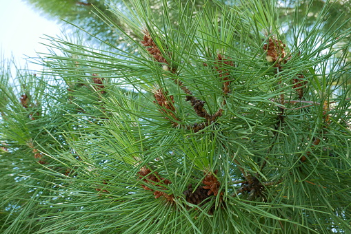 Pine close-up. pine cone and needles