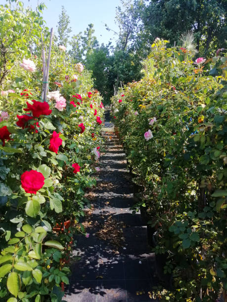 istock Beautiful rose garden 1406405361