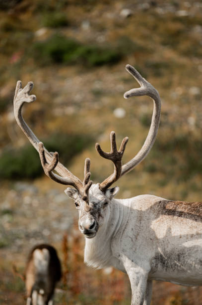 istock Blinking White Reindeer with Antler 1406405869