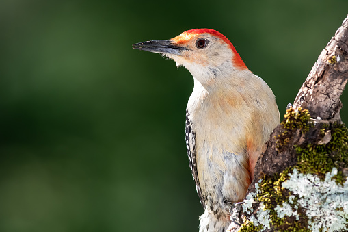 A Great Woodpecker in search of food in the boreal forest in the spring.