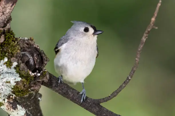 Curious Little Tufted Titmouse Perched in a Tree