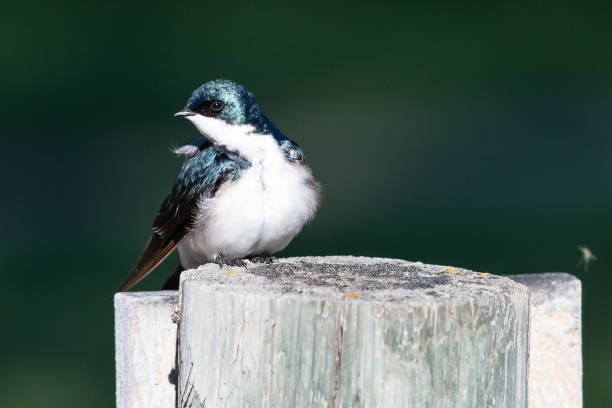 istock Tree Swallow Perched on an Old Weathered Wooden Fence Post 1406406927