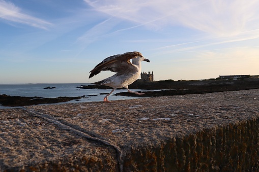 a seagull trying to fly on a pier in Quiberon, Brittany, france