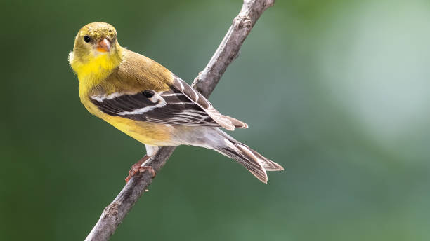 american goldfinch resting on a tree branch - american goldfinch branch perching finch imagens e fotografias de stock