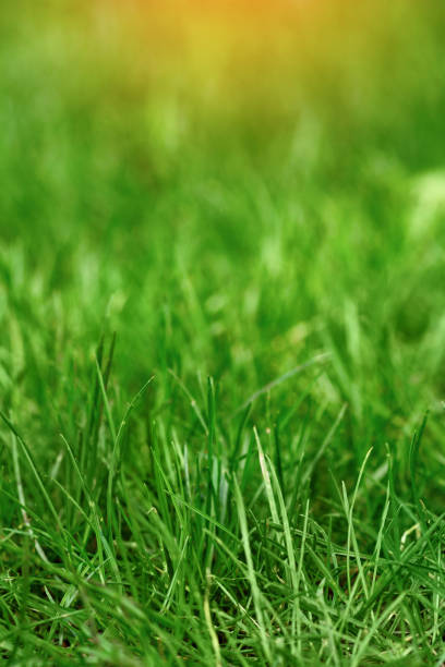 istock Background with green grass. Soft focus. Shallow DoF. Vertical photo 1406408912