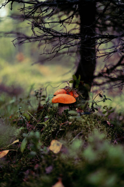 istock Mushrooms growing in the forest. 1406409877