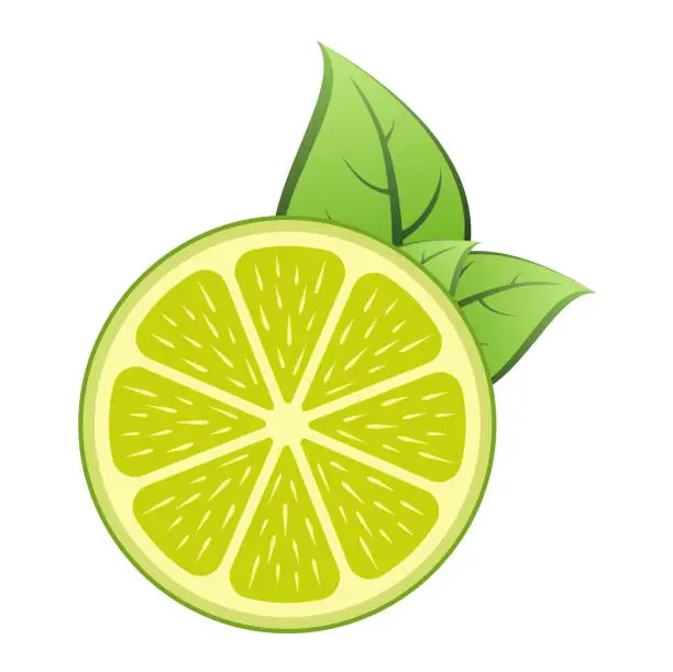 Vector illustration of Slice of Green Citrus Fruit with Leaf