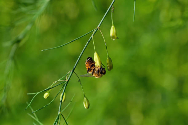 Honeybee on garden asparagus flower. They construct perennial colonial nests from wax and are known for surplus honey production. They have been domesticated for honey production and crop pollination.