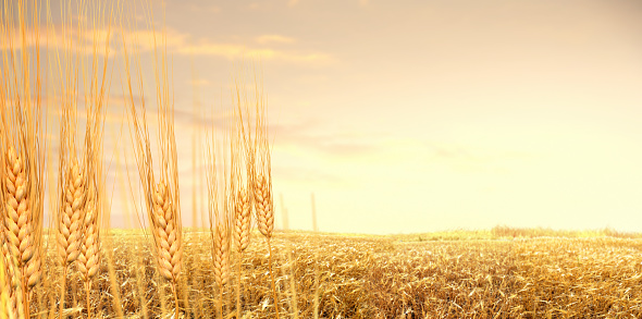 Shiny wheat field