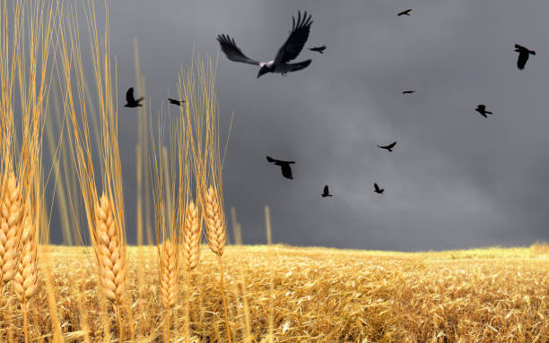 Shiny wheat field and flock of crows