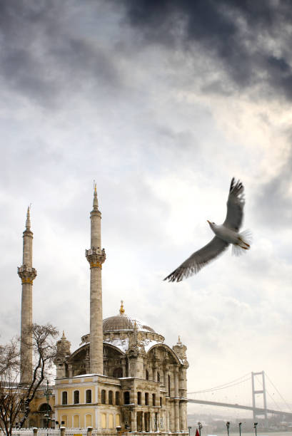 istock Ortakoy Mosque and flying seagull in Istanbul 1406415459