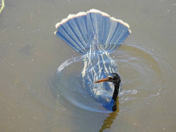 Anhinga - profile