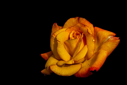 Orange Rose with Black Background