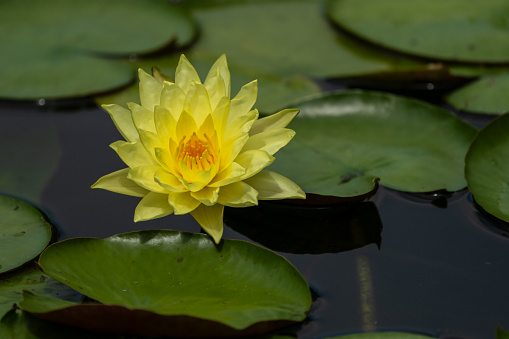 Yellow Water Lily with lily pads in pond
