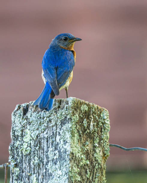 blue＊bird様 orderページ☽⋰ s-l1200.png