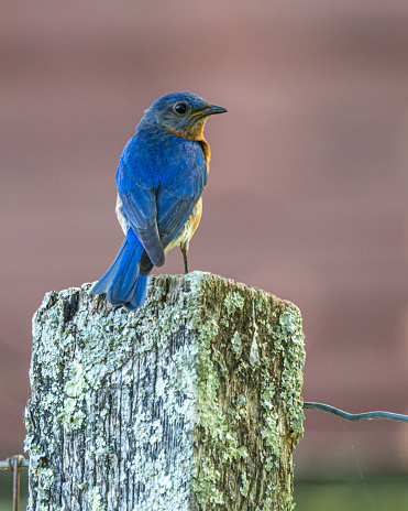 Male Eastern Bluebird on Fence Post