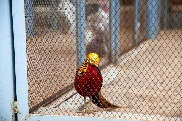 colorful pheasant in a cage at the zoo, a lonely pheasant living in captivity in a zoo cage