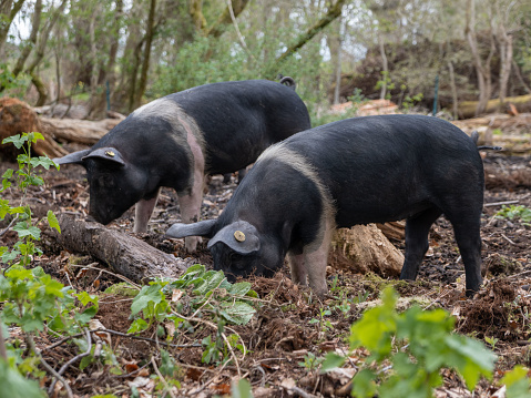 Two free-range young pigs, foraging for food in woodland. They are roaming freely, eating naturally in a natural habitat, while being reared for organic pork.