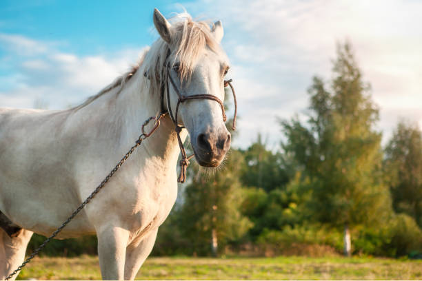 istock A white horse grazes in a meadow at sunset. 1406424444