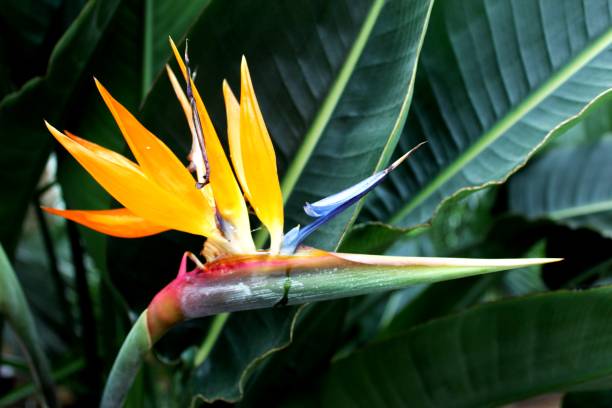 istock Flowers in Botanic Garden Singapore 1406424603