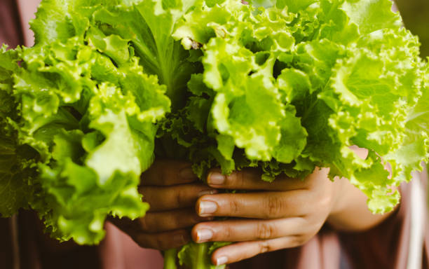 istock Fresh Lettuce or Lactuca sativa 1406424615