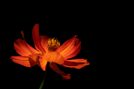 Close-up of a bright orange marigold, with petals and pollen, against a dark background
