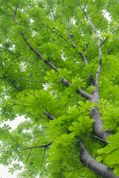 istock Fresh green tochinoki 1406425710