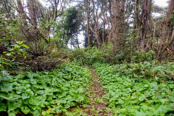 A beautiful forest trail with no people surrounded by pretty green undergrowth, heading towards the hidden beach in Trinidad, California, United States stock photo