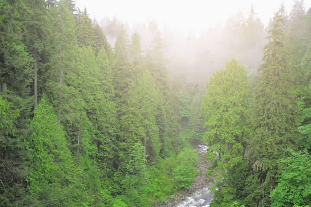 안개가 자욱한 일출에 산 숲에있는 강. 밴쿠버. - vancouver green forest ravine 뉴스 사진 이미지