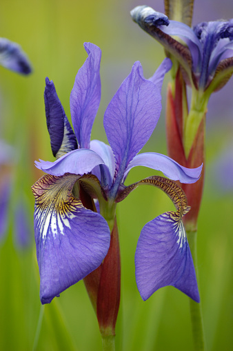 Velvety violet blue Siberian Iris Sibirica L. 'Tropic Night' flowers, large detailed vertical blooming flower heads macro closeup veined yellow throats, bright green slender strappy leaves, gentle irises clumps bokeh