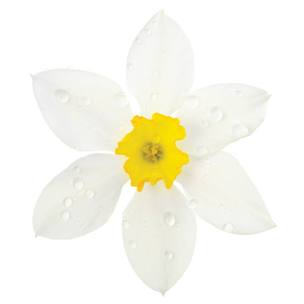 White daffodil narcissus L. blooming flower head, isolated flat lay, rain water droplets, yellow amaryllis jonquil stamen dew drops, detailed macro closeup dewdrops studio shot, large vibrant raindrops detail, bright waterdrops, spring concept metaphor narciso blanco narciso l. cabeza de flor floreciente, puesta plana aislada, gotas de agua de lluvia, gotas de amaryllis jonquil amarillo stamen gotas de rocío, detallado primer plano macro gotas de rocío plano, gran detalle de gotas de lluvia vibrantes,