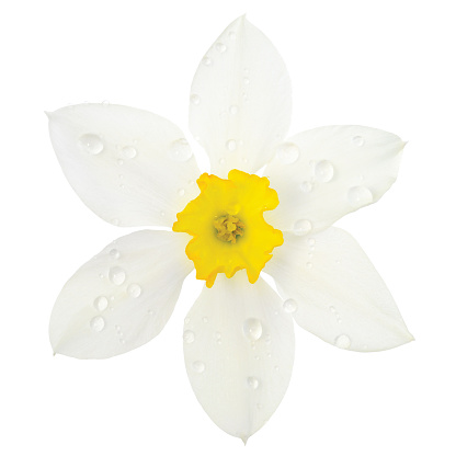 White daffodil narcissus L. blooming flower head, isolated flat lay, rain water droplets, yellow amaryllis jonquil stamen dew drops, detailed macro closeup dewdrops studio shot, large vibrant raindrops detail, bright waterdrops, spring concept metaphor