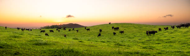 Free Stock Photo of Herd of Cattle Grazing on Lush Green Field ...